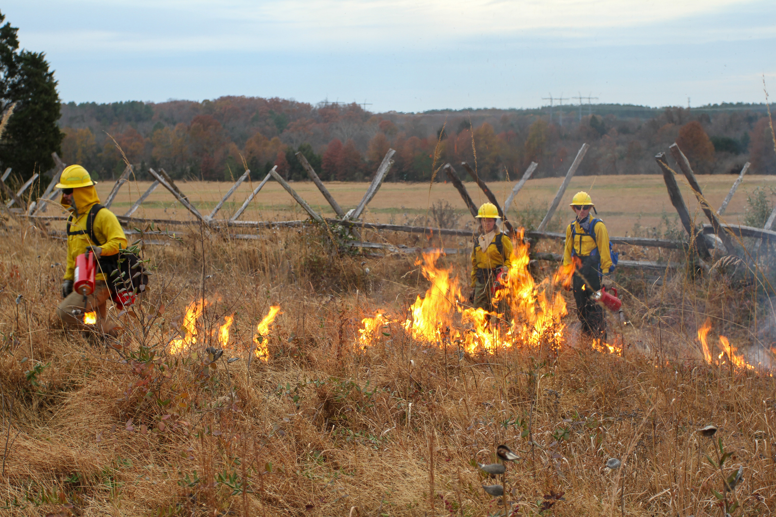 Three people wearing wildland fire protective equipment stand or walk with drip torches in field of high grass near historic wooden fence.