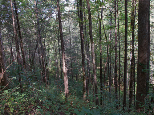 GRSM Accuracy Assessment. Plot Code: GRSM_AA_0919_2