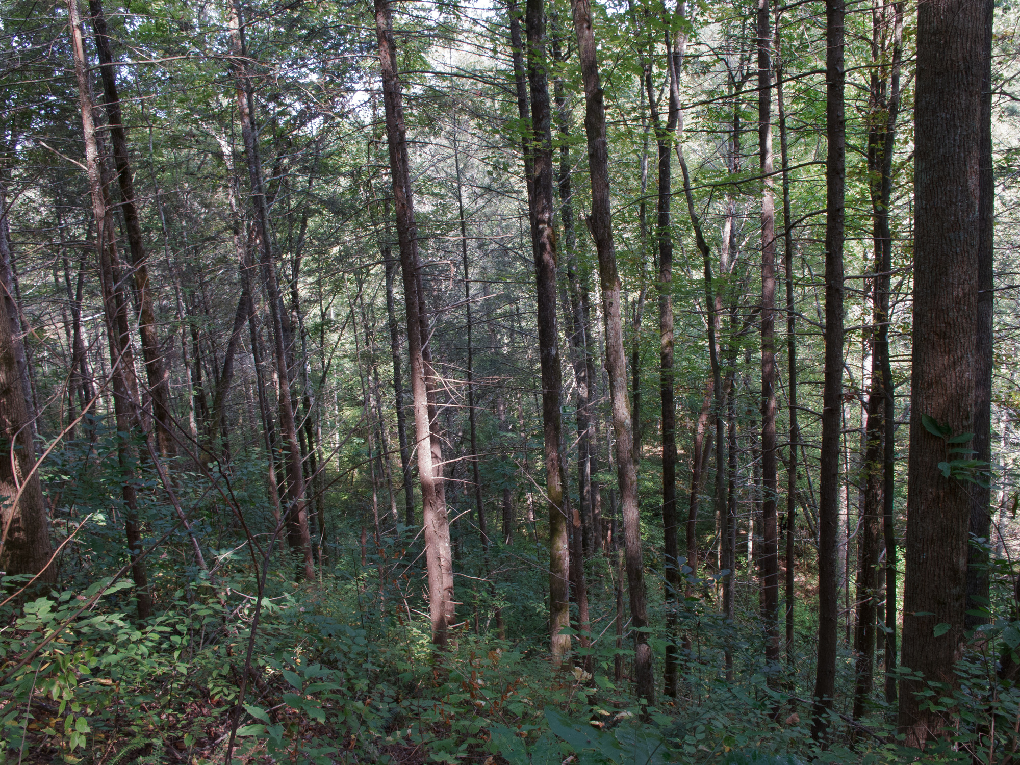 GRSM Accuracy Assessment. Plot Code: GRSM_AA_0919_2