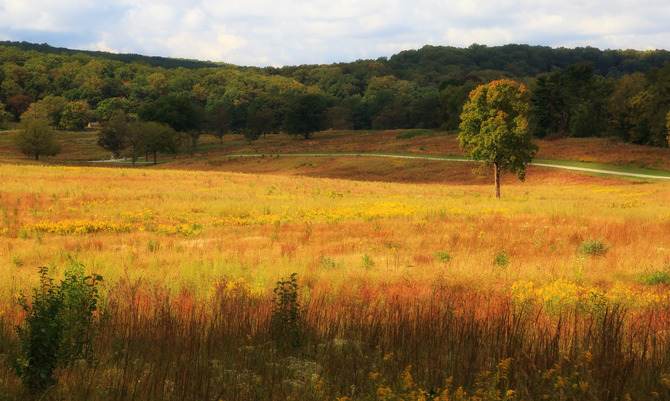 Colorful autumn meadow grasses in the foreground and forested hills on the horizon.