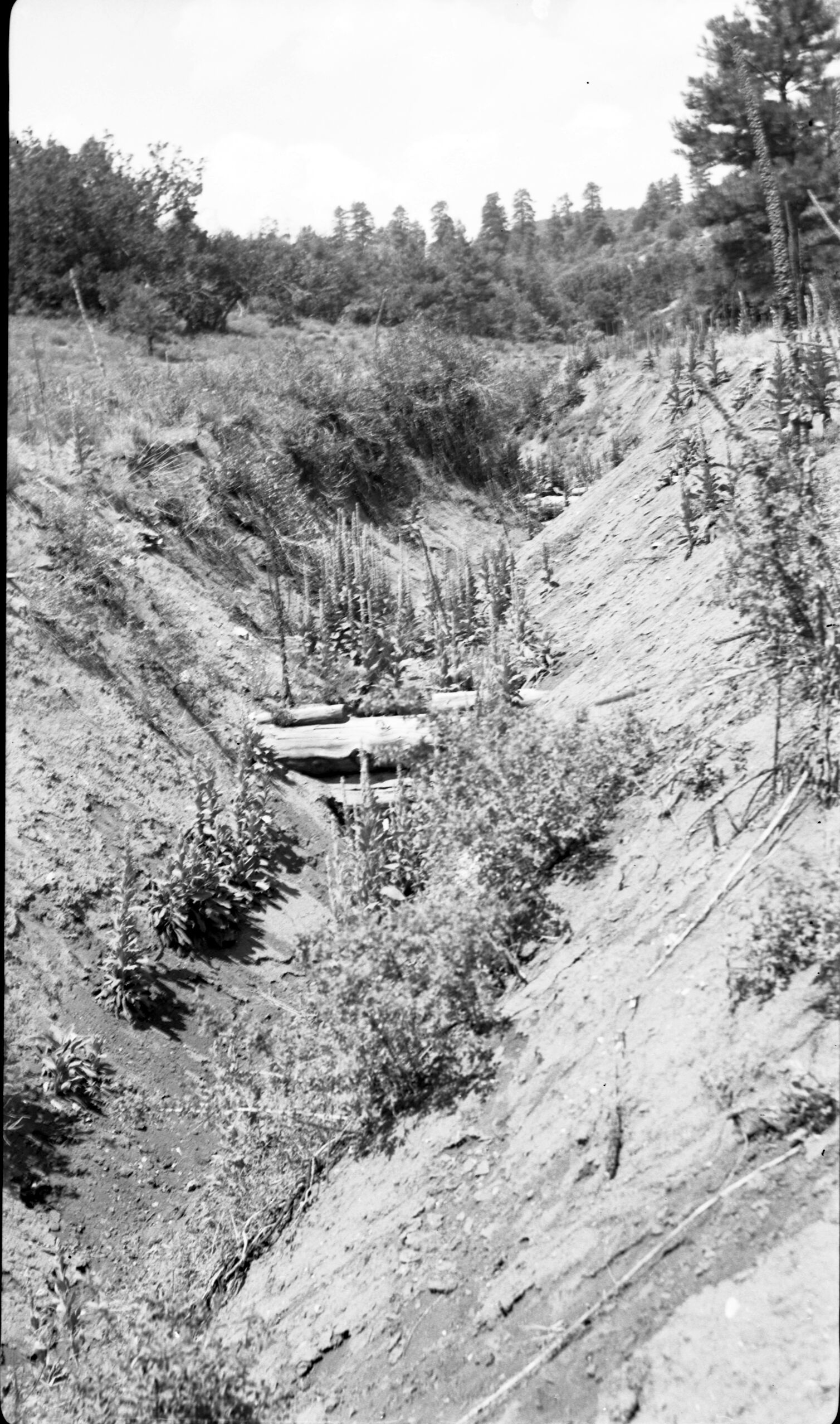 Detention dams, Potato Hollow, constructed 1950, have completely filled with sediment; water table raised, continued grazing hinders permanent establishment of grasses.