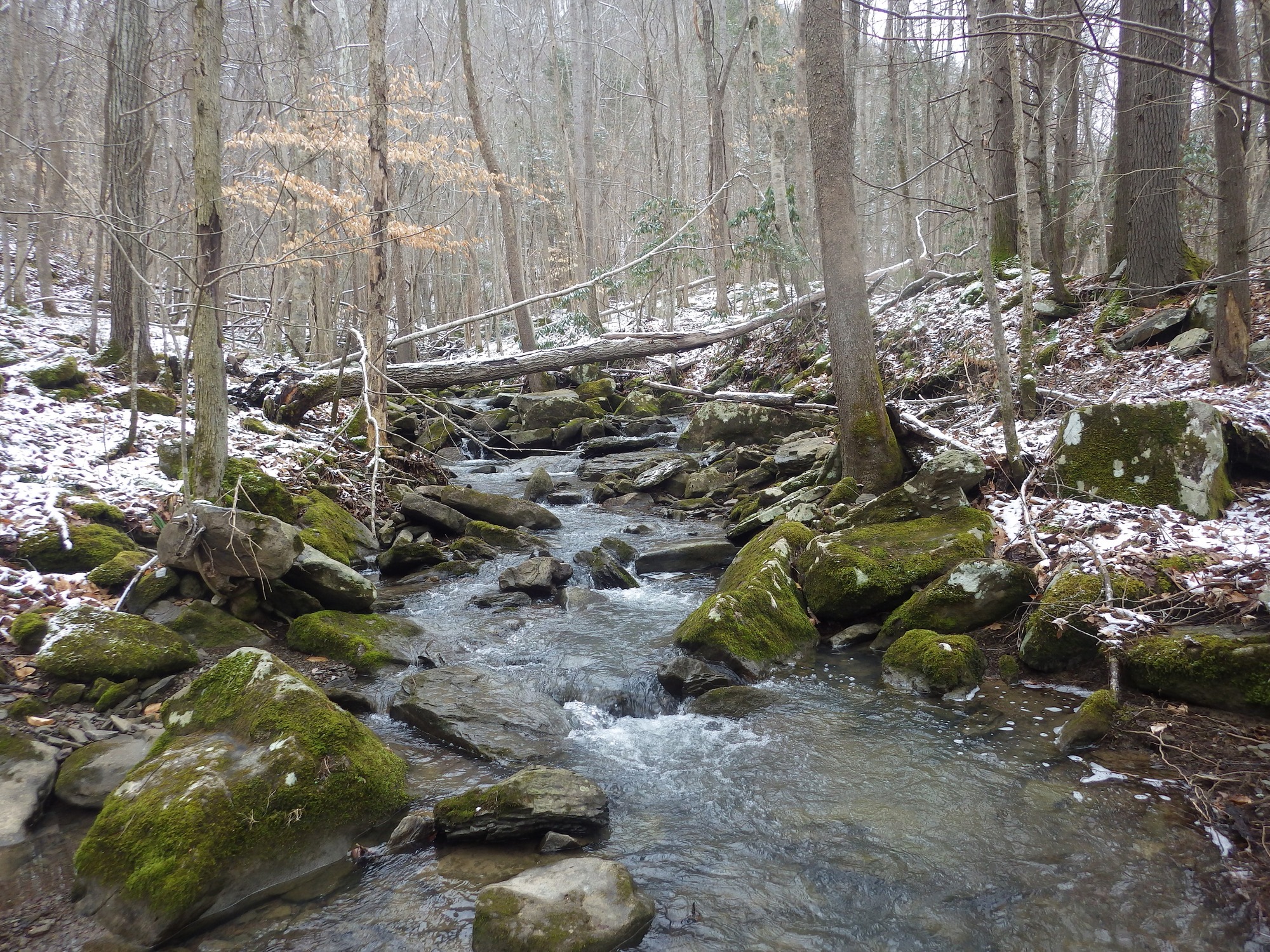 Site visit photo showing the upstream (UP) or downstream (DN) view of a wadeable stream reach taken during benthic macroinvertebrate monitoring at Bluestone National Scenic River.