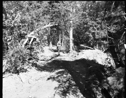 Dirt road from Potato Hollow to Kolob Creek with a pile of road dirt left near end of roadwork.