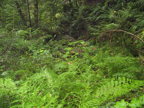 ROLA-Skagit Talc Mine site, feature SM-01 - AML assessment, Ross Lake NP, Oct 2011