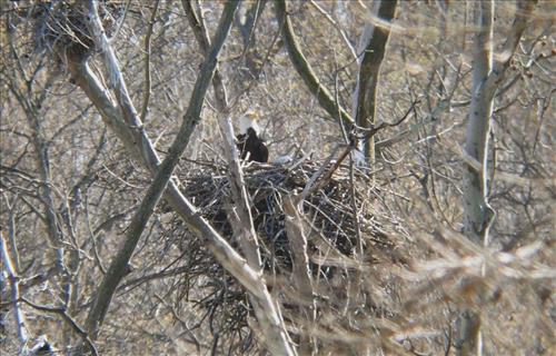 Bald eagles nesting at Pinery Narrows 1