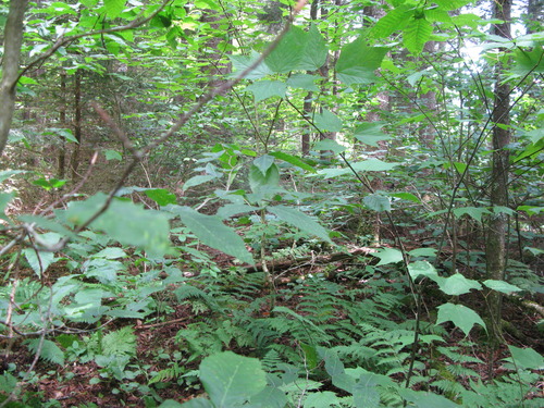 GRSM Accuracy Assessment. Plot Code: GRSM_AA_0013_3