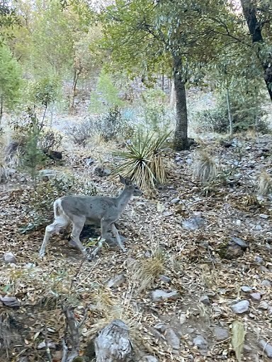 a young grey deer walks through the Arizona forest with trees, agave plants and rocks around its feet