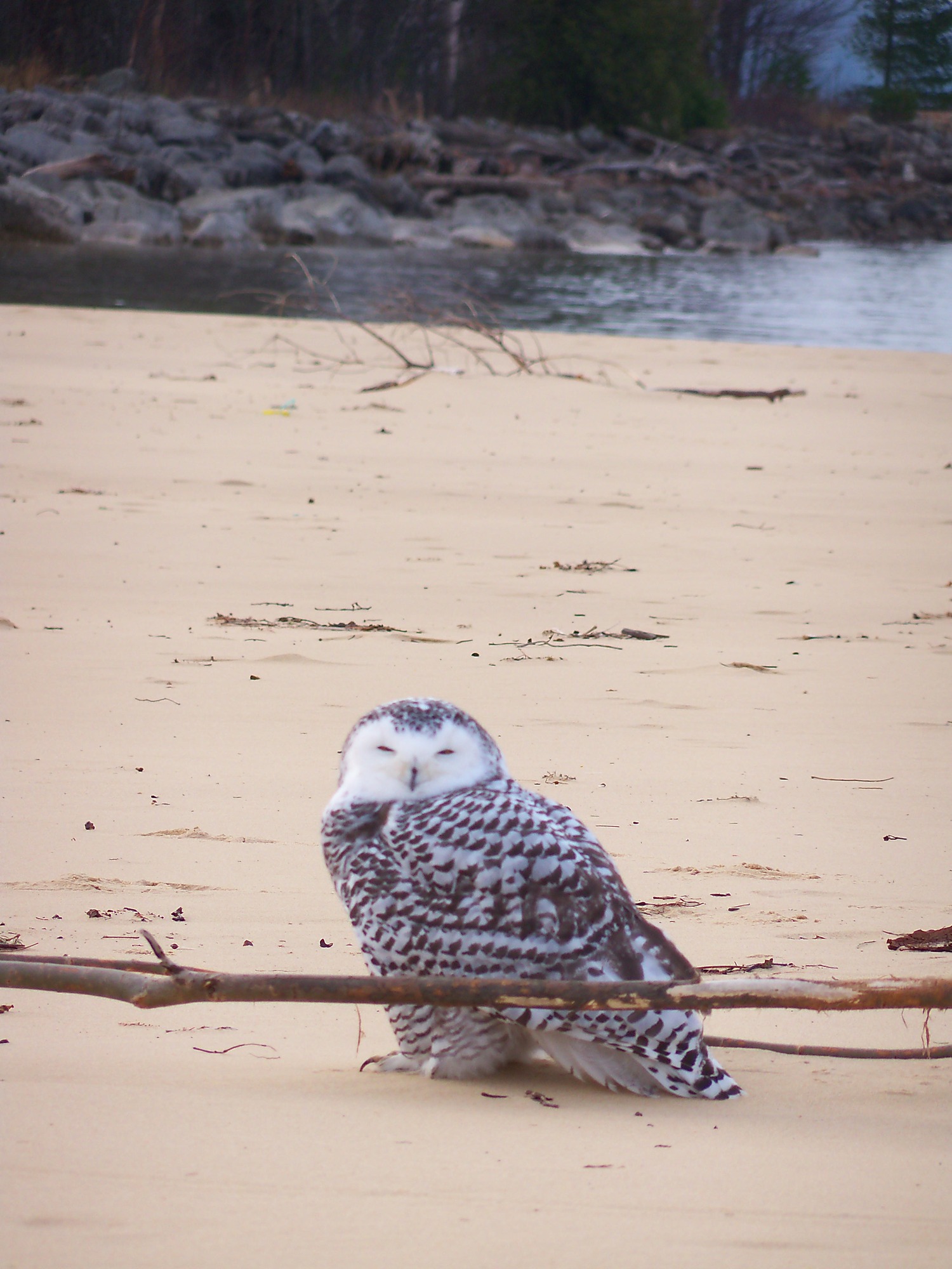 Snowy owl on the beach