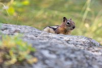A chipmunk peers over a rock from the backside of it.