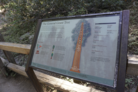 A metal panel with information about the general grant tree sits in a metal frame. The metal frame is resting on a  wooden fence, standing in front of a bush. 