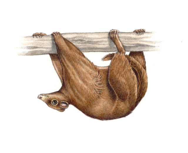 An Ekgmowechashala, a small lemur-like primate of the Oligocene Epoch.