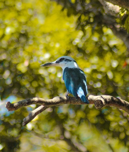 Collared Kingfisher