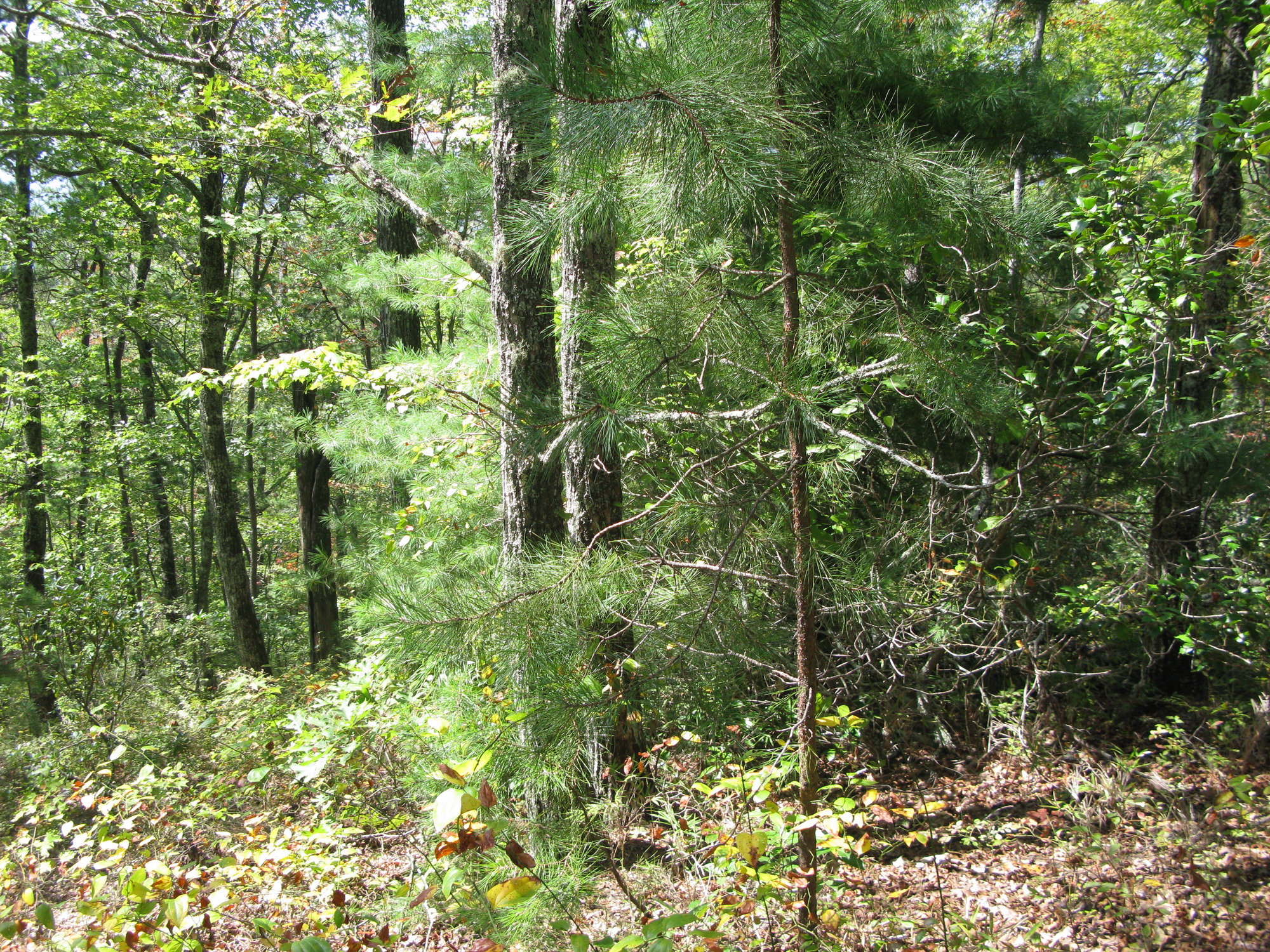 GRSM Accuracy Assessment. Plot Code: GRSM_AA_0234_5