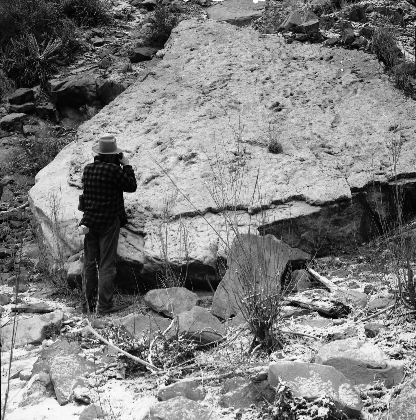 Dinosaur tracks in slabs of Kayenta formation on left hand fork of North Creek, section 23, T 40 S, R 11 W.
