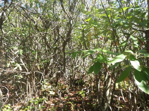 GRSM Accuracy Assessment. Plot Code: GRSM_AA_0318_2