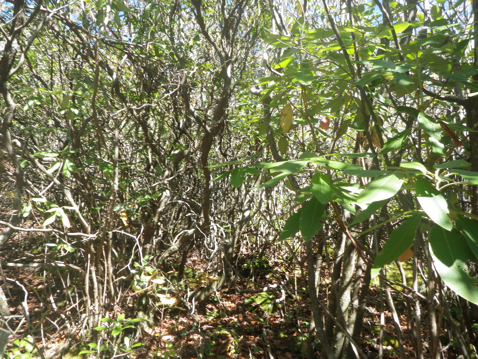 GRSM Accuracy Assessment. Plot Code: GRSM_AA_0318_2