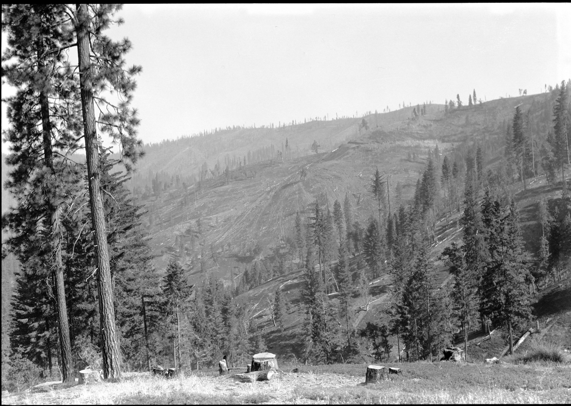 Yosemite Lumber Co. timber sale area cut under Forest Service methods in foreground. Y.L. Co. lands east, cut clean in distance.