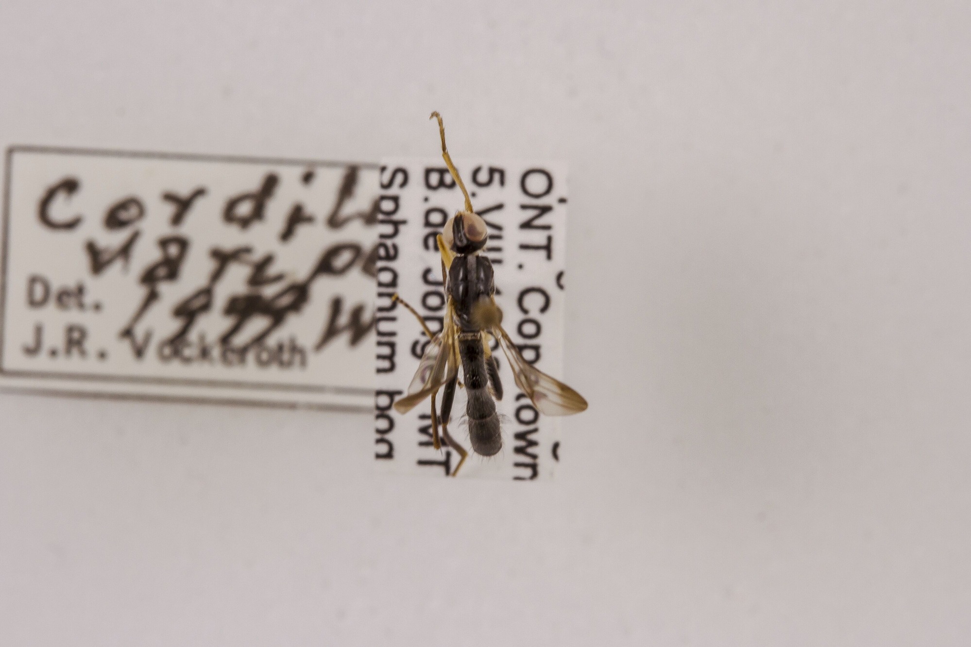 Image of Cordilura varipes, a species of Animalia