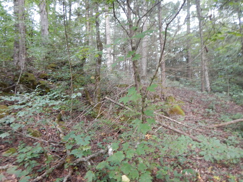 GRSM Accuracy Assessment. Plot Code: GRSM_AA_0579_5