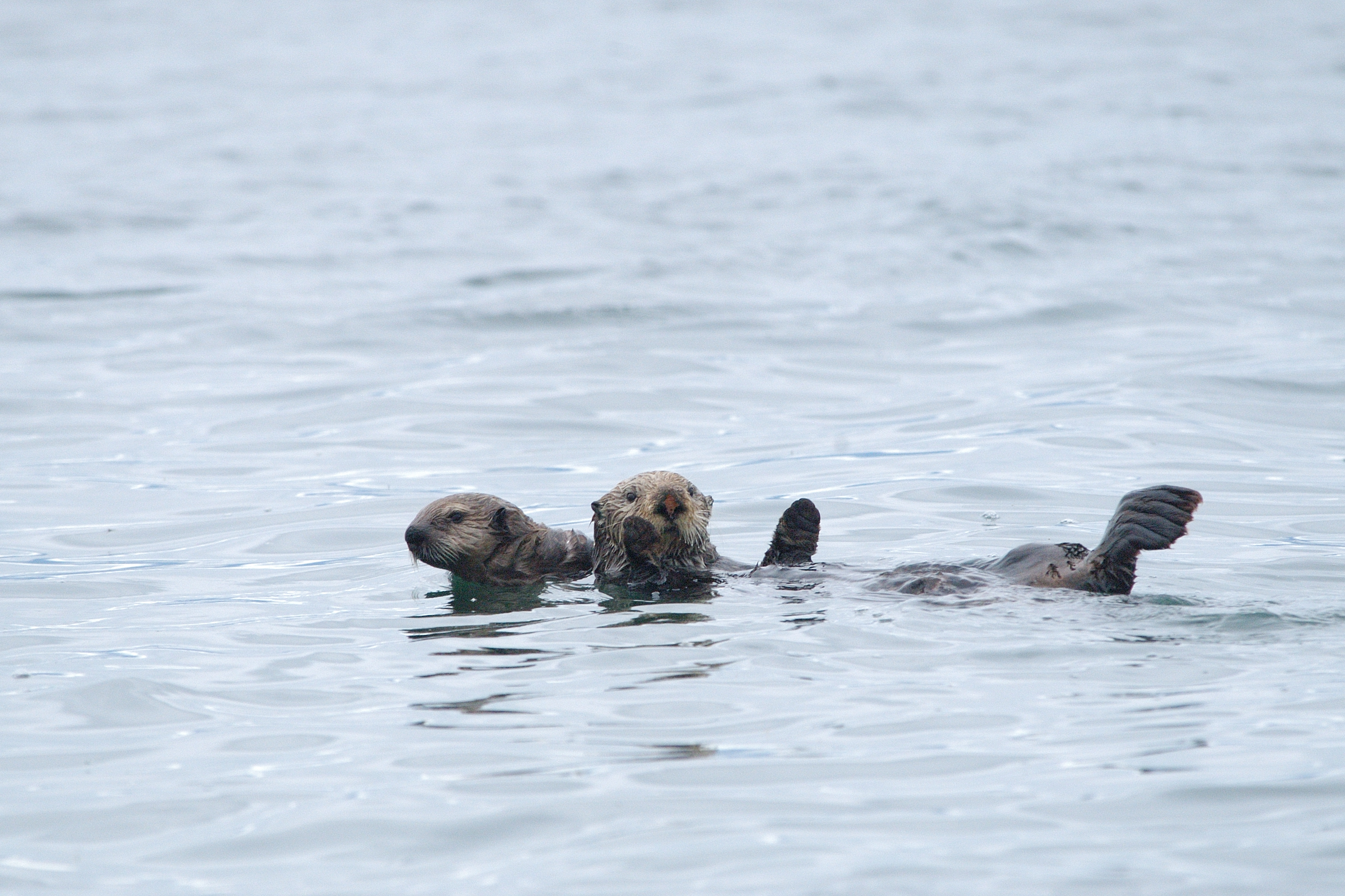 Sea Otter
