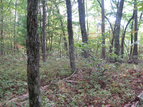 GRSM Accuracy Assessment. Plot Code: GRSM_AA_0951_3