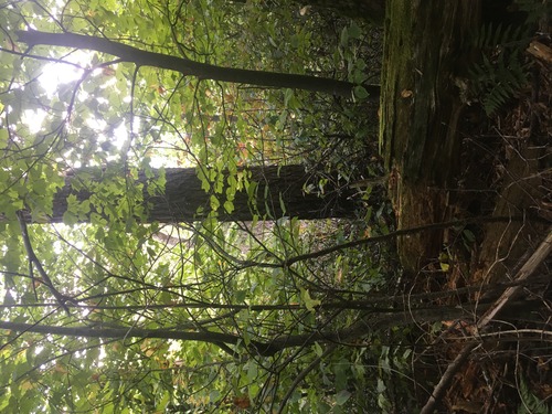 GRSM Accuracy Assessment. Plot Code: GRSM_AA_0969_2