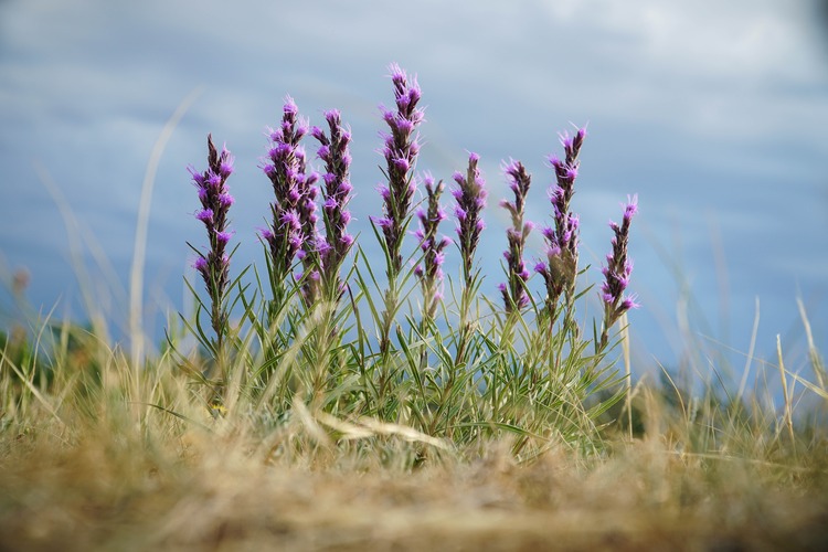 An artistically captured image of a fairly common wildflower known as Liatris punctata or purple gayfeather. This particular specimen was identified and photographed while collecting data in Theodore Roosevelt National Park.