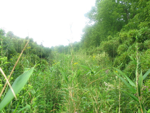 GRSM Accuracy Assessment. Plot Code: GRSM_AA_0537_5