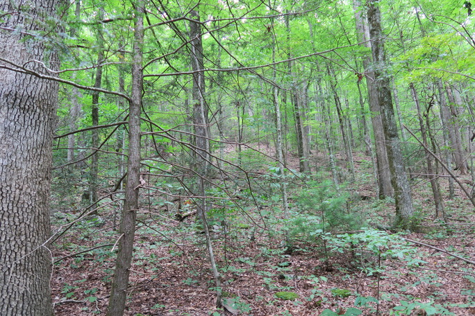 GRSM Accuracy Assessment. Plot Code: GRSM_AA_0766_3