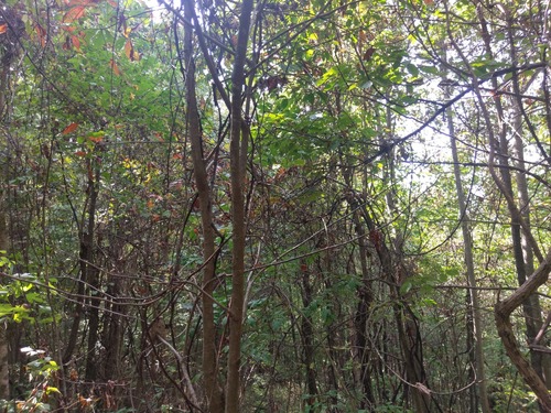 GRSM Accuracy Assessment. Plot Code: GRSM_AA_0936_5