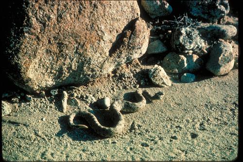 Views at Joshua Tree National Park, California