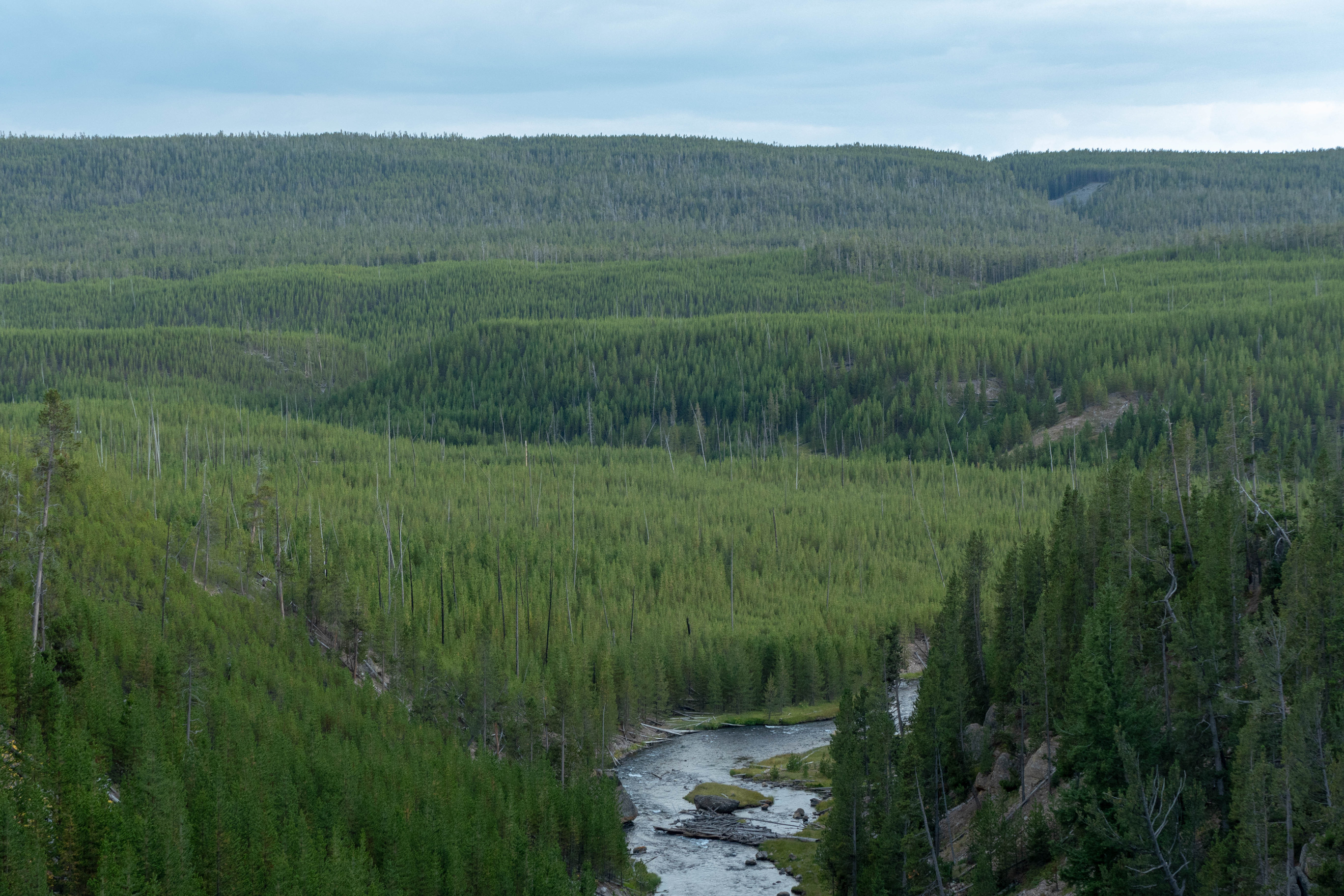 A thick forest of green pine trees grow along the river.