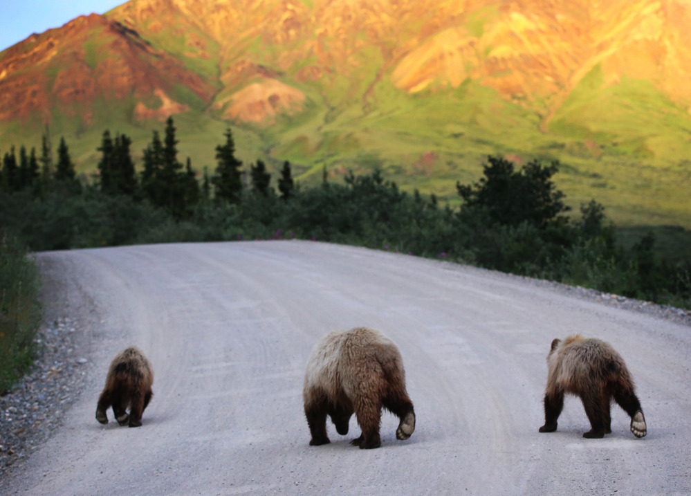 three bears walking along a dirt road