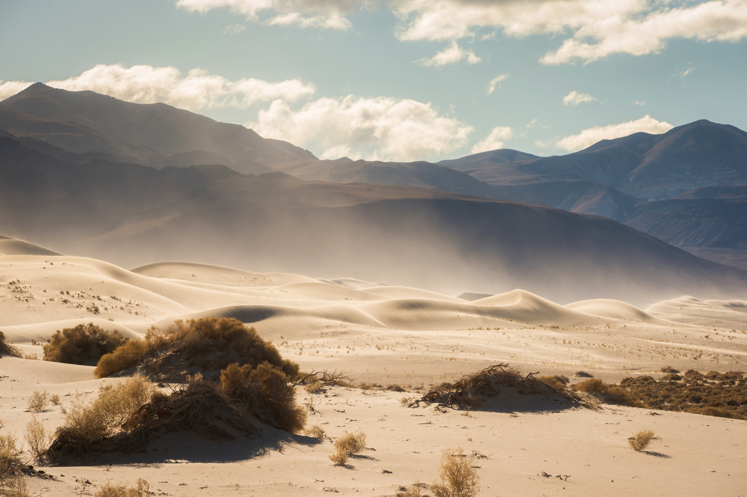 Plants in front of sand dunes, with mountains and blue sky in the background