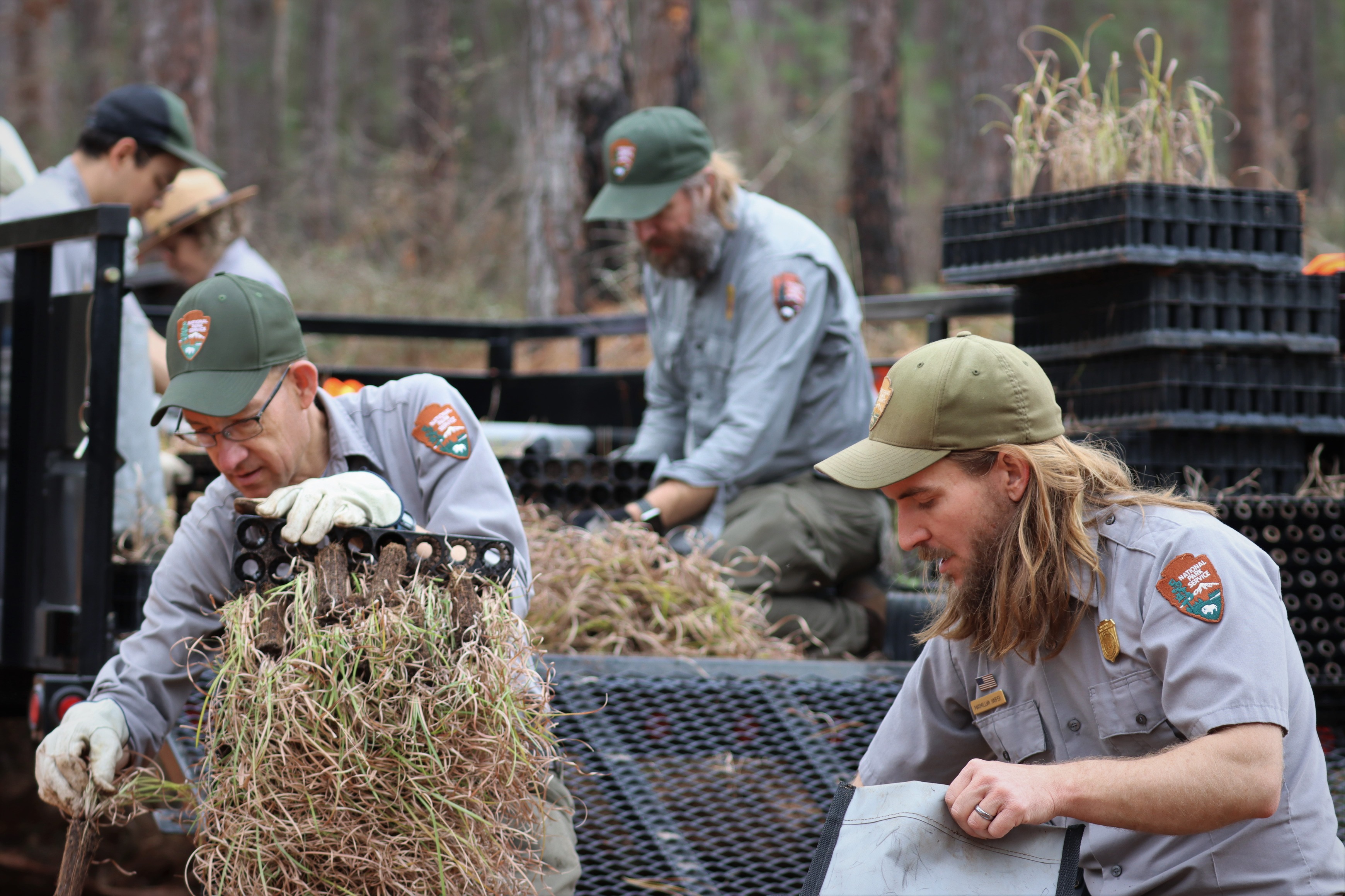 5 park rangers pulling grass seedlings from trays and loading them into gray bags in the back of a trailer