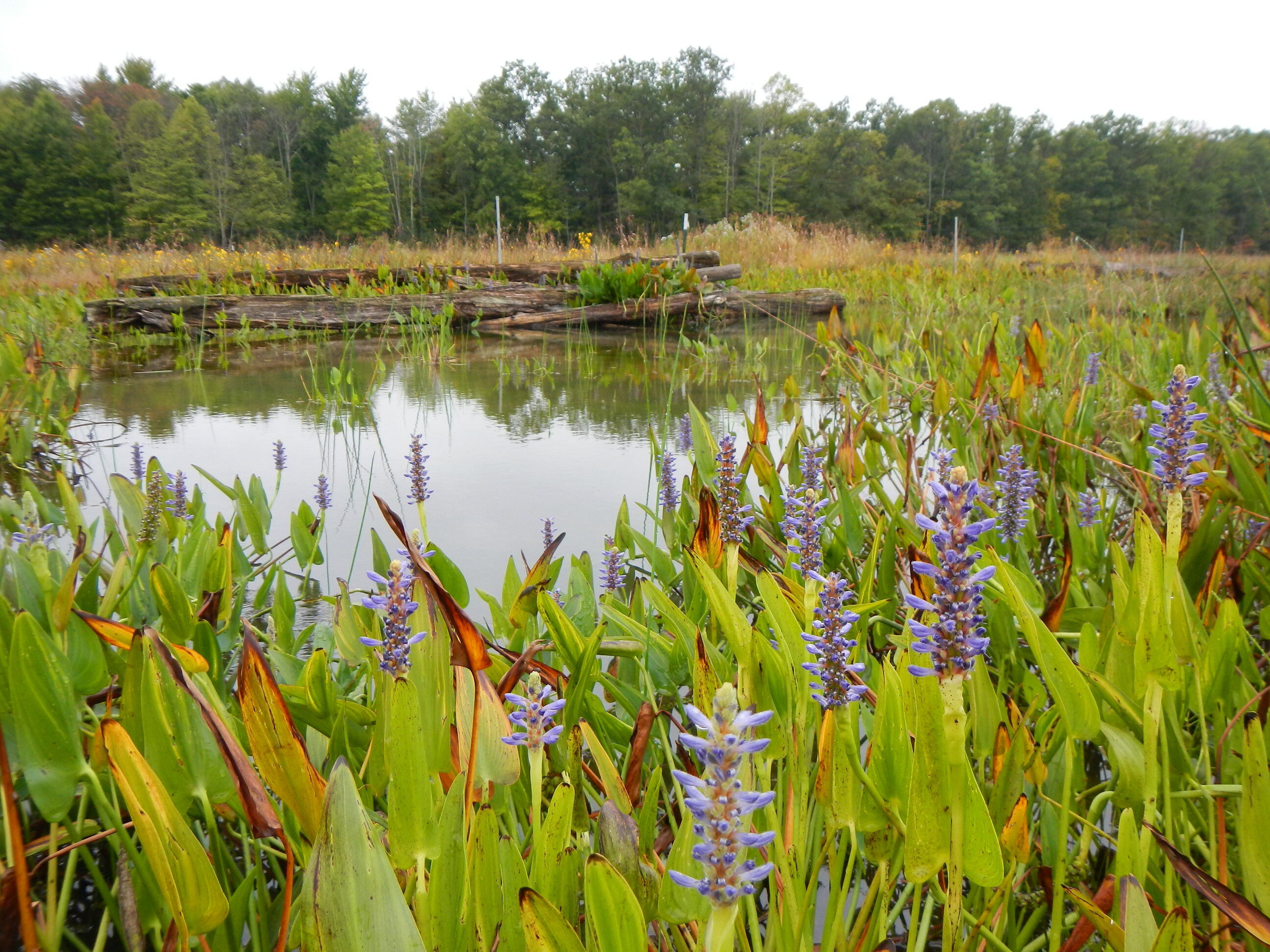 A large pool of still water is surrounded by wetland plants. There is a pile of logs at the far side. Spikes of purple flowers are in the foreground and a line of tall, green trees are in the background.