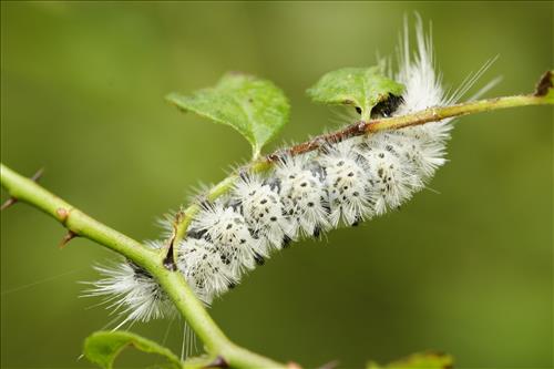 Tussock moth caterpillars in Cuyahoga Valley National Park