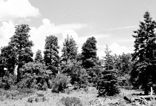 The pine trees Exhibit #27.