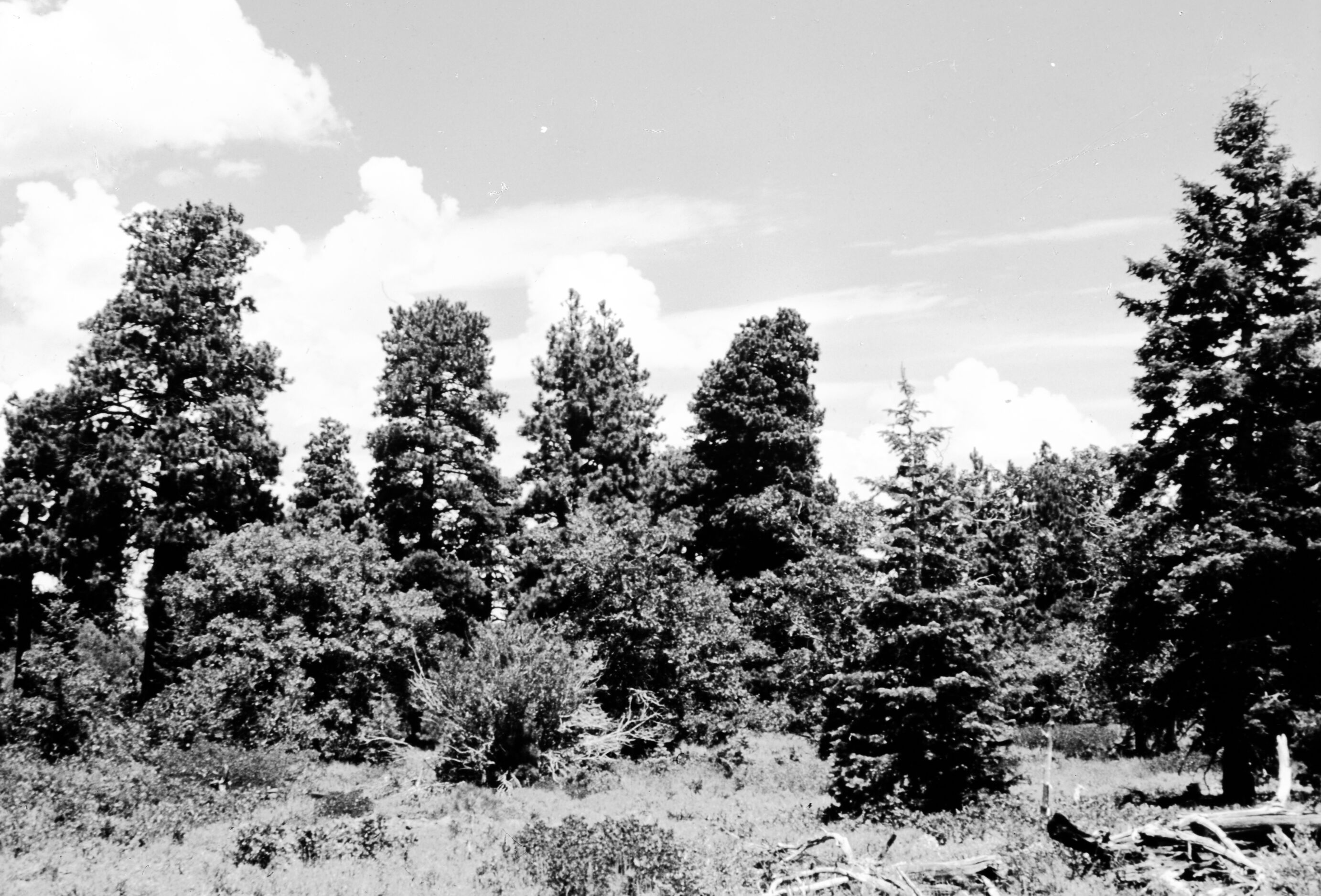 The pine trees Exhibit #27.