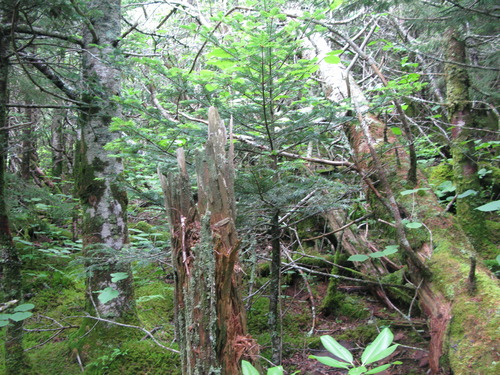 GRSM Accuracy Assessment. Plot Code: GRSM_AA_0566_6