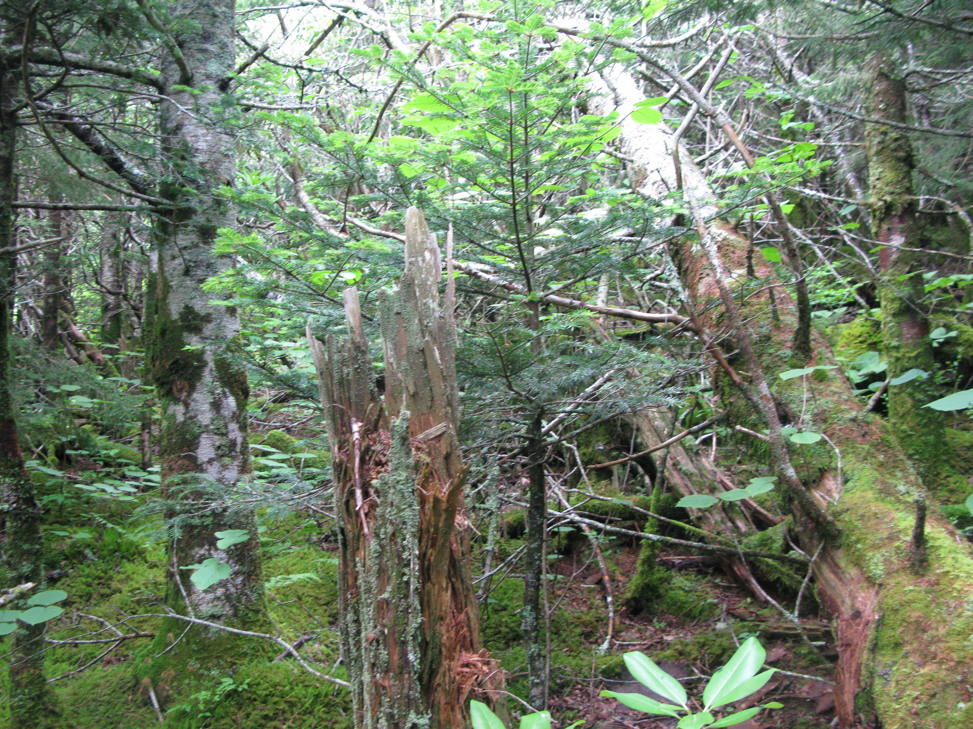 GRSM Accuracy Assessment. Plot Code: GRSM_AA_0566_6