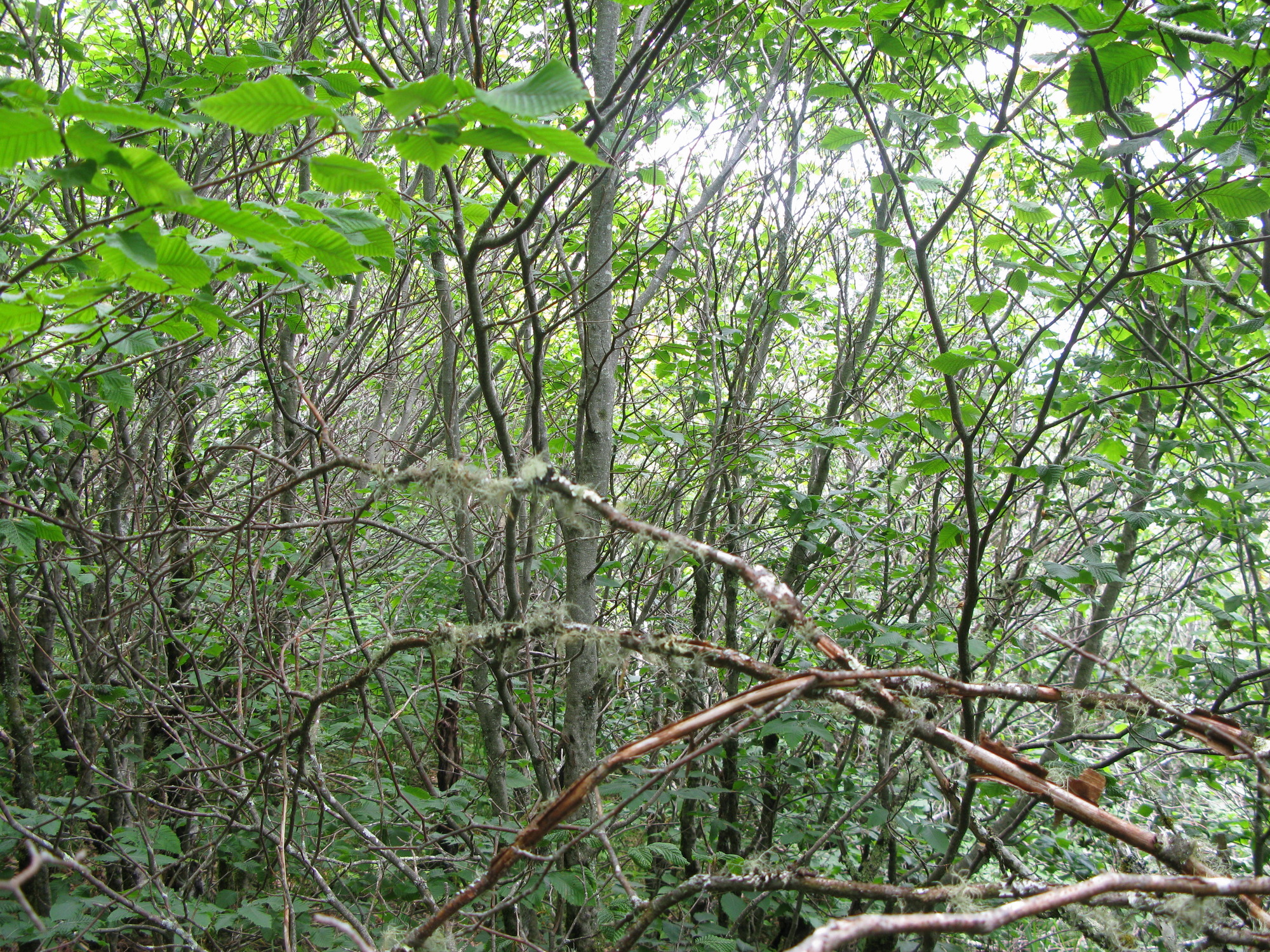 GRSM Accuracy Assessment. Plot Code: GRSM_AA_0055_3