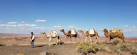 Four pack camels lead by a man dressed in 1850s clothing in front of red badlands and a blue sky.