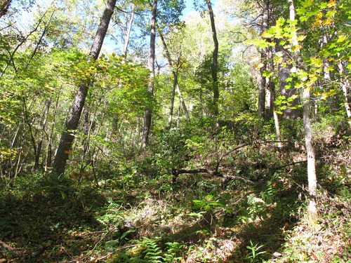 GRSM Accuracy Assessment. Plot Code: GRSM_AA_0207_5