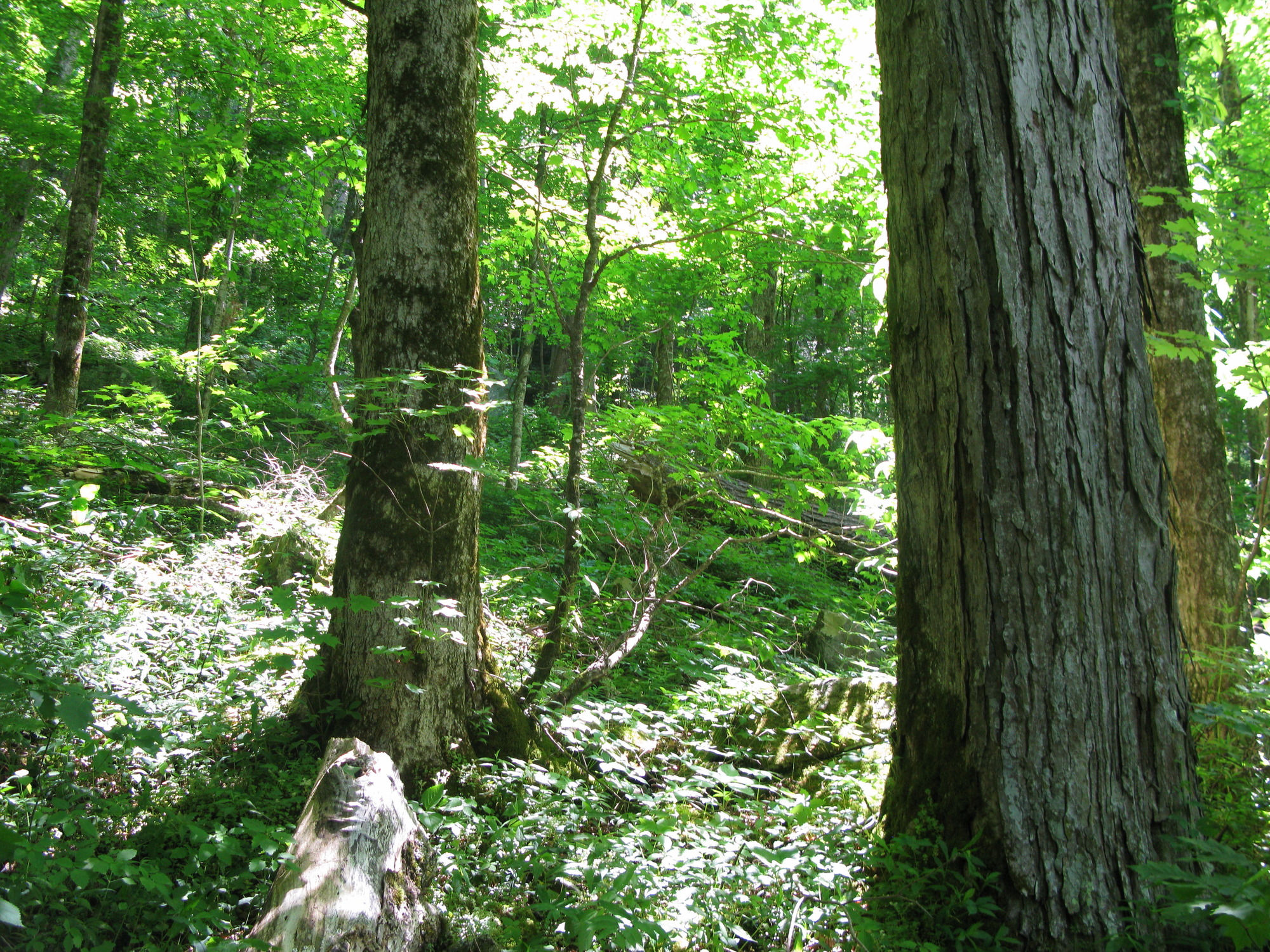 GRSM Accuracy Assessment. Plot Code: GRSM_AA_0531