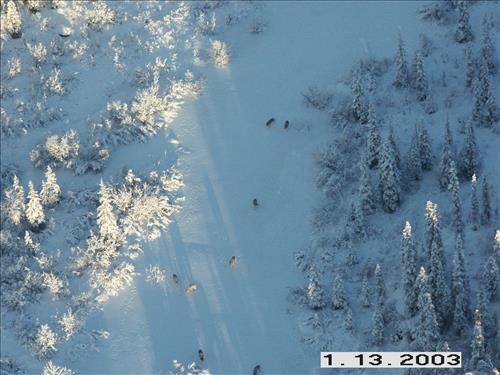 Wolf radio tracking, Denali, 2003/2003