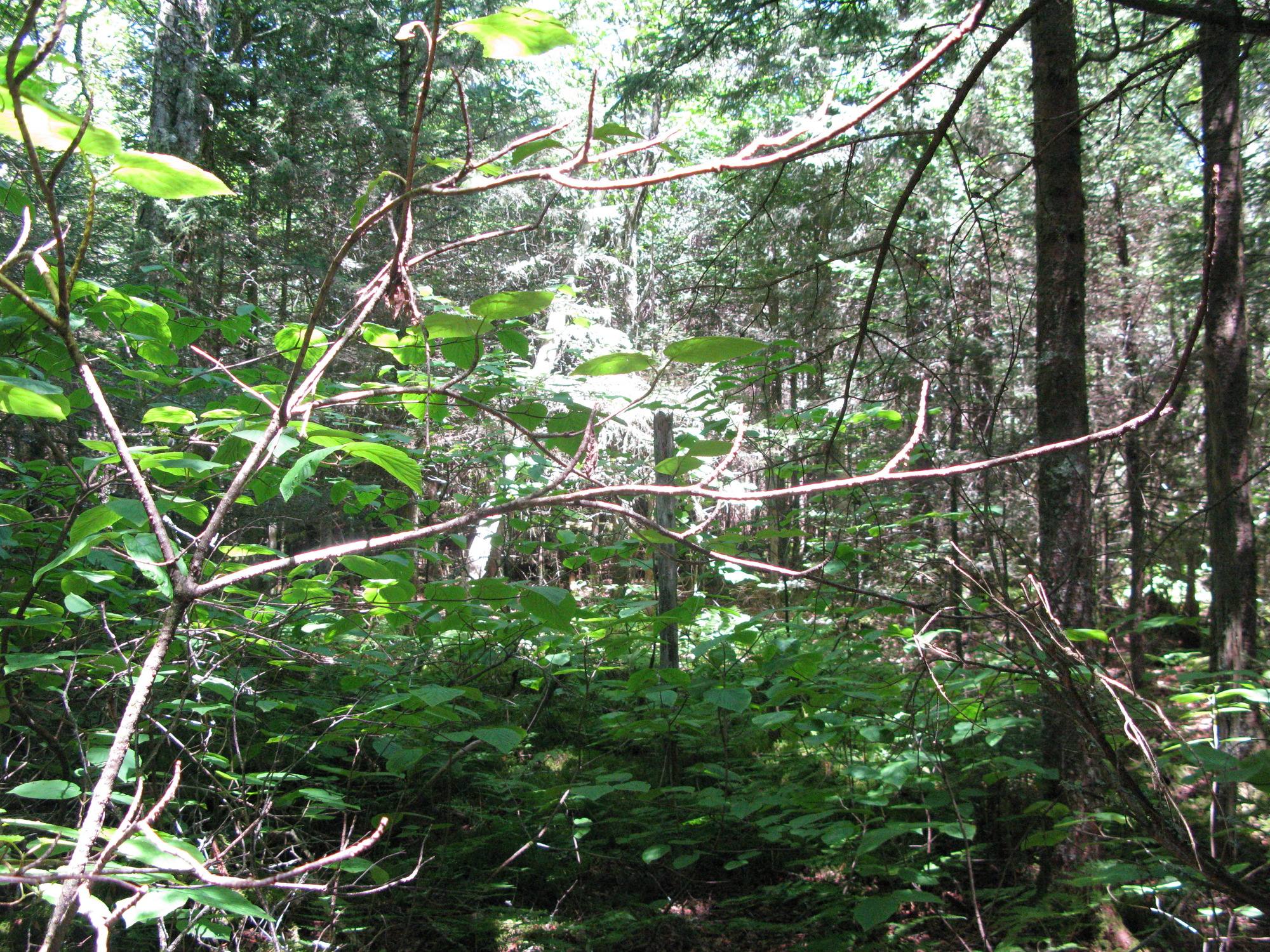 GRSM Accuracy Assessment. Plot Code: GRSM_AA_0448_6