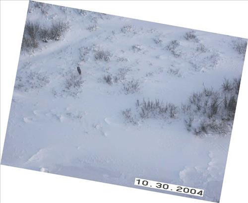 7 Gates of the Arctic National Park and Preserve Koyukuk Moose Survey 2004