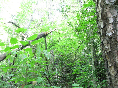 GRSM Accuracy Assessment. Plot Code: GRSM_AA_0821_2