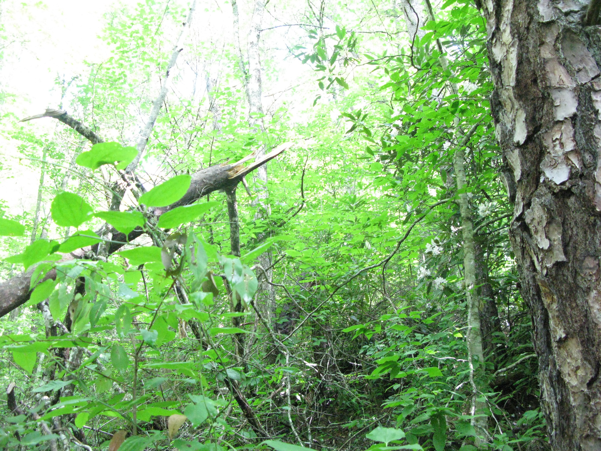 GRSM Accuracy Assessment. Plot Code: GRSM_AA_0821_2